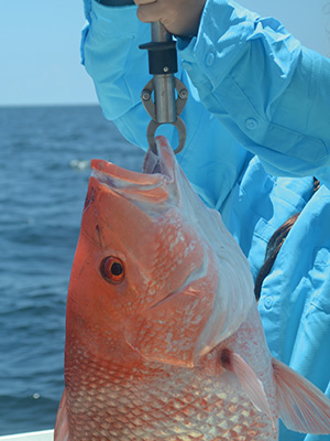 16redsnapper 225x300 The Future of Fishing As We Know It photo 16redsnapper 225x300 The Future of Fishing As We Know It