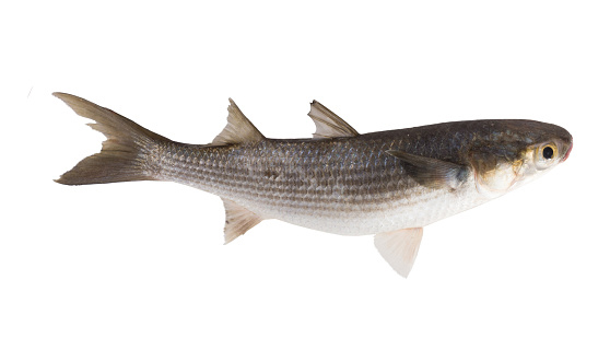 mullet baitfish 300x166 Out in the cold photo mullet baitfish 300x166 Out in the cold