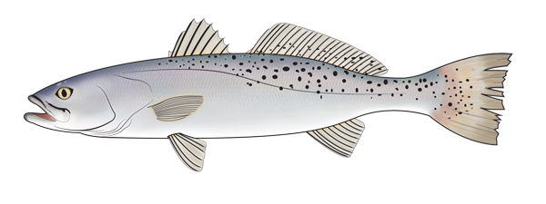 speck Galveston Bay Fish Consumption Advisories Updated for Speckled Trout photo speck Galveston Bay Fish Consumption Advisories Updated for Speckled Trout